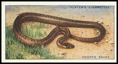 42 Smooth Snake